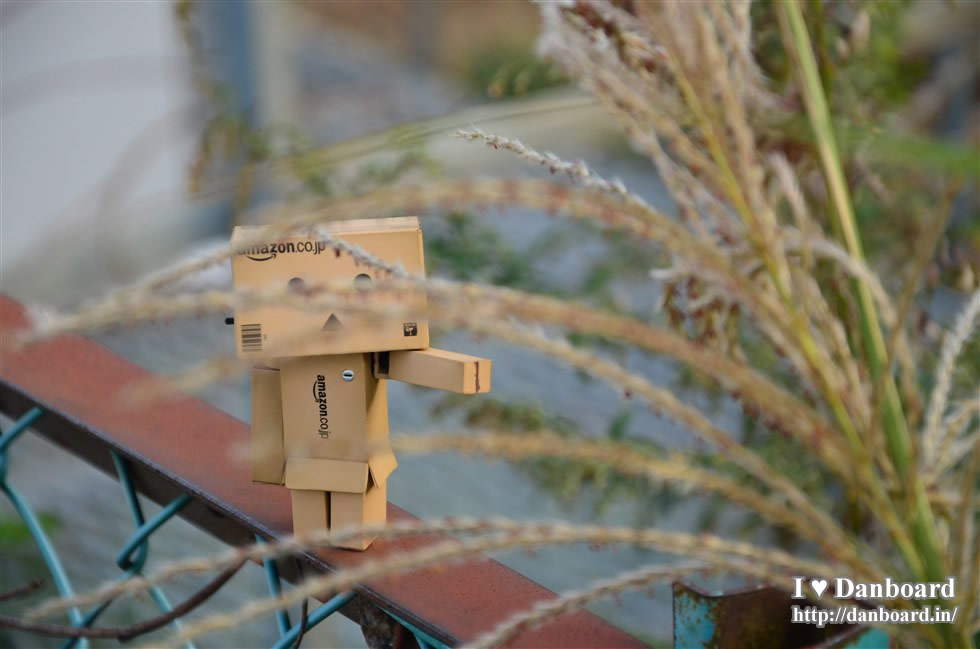 ダンボー、ススキに興味を持つ