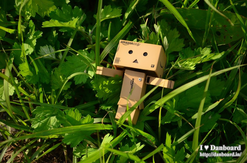 ダンボー、雑草のベッドで小休止