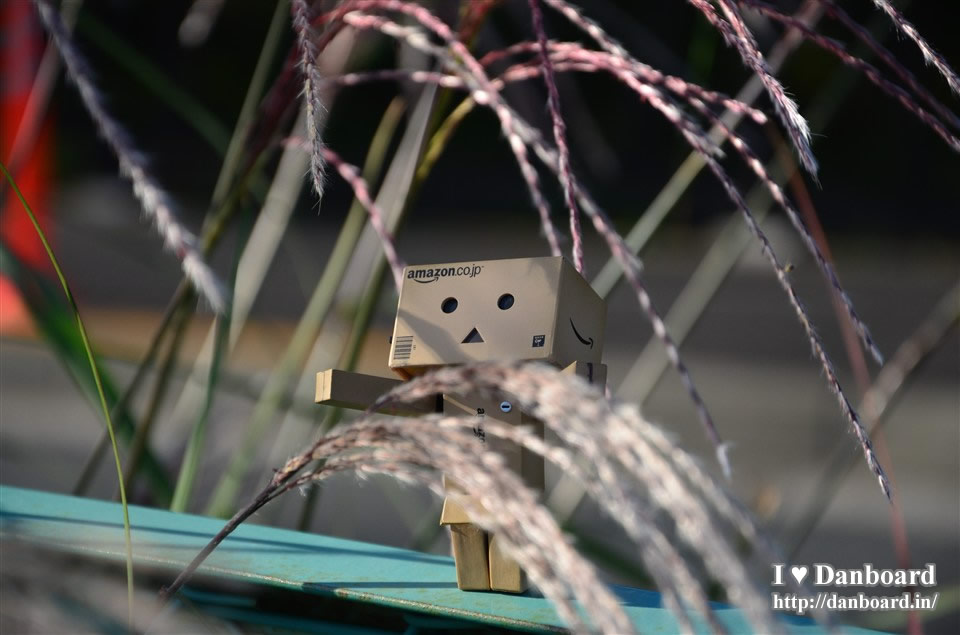 ダンボー、またススキを見つける