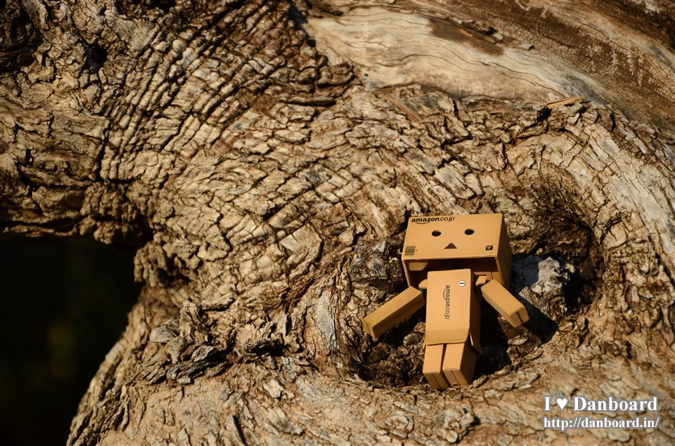 ダンボー、木の凹みで一休み