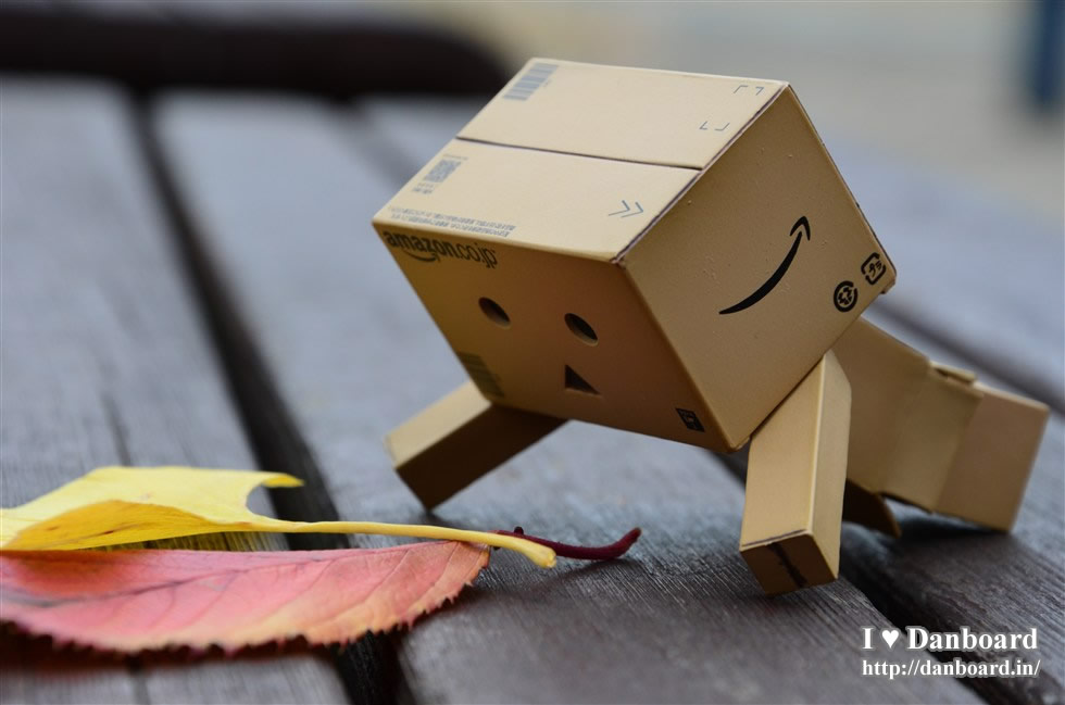 ダンボー、落ち葉と銀杏の葉を観察する