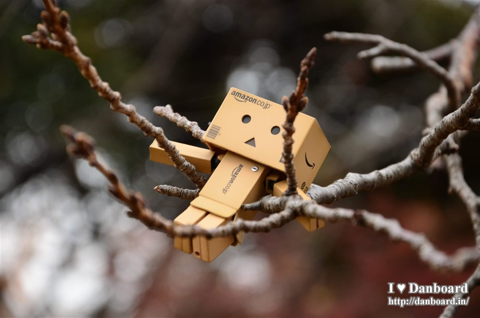 ダンボー、桜のハンモックで空を眺める