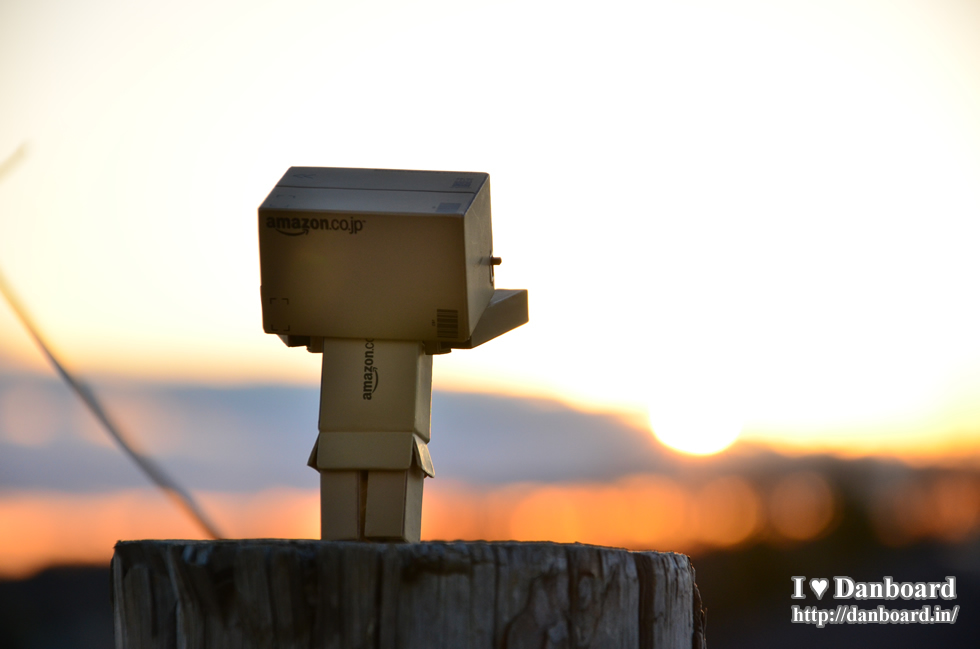 ダンボー、夕日を見送る