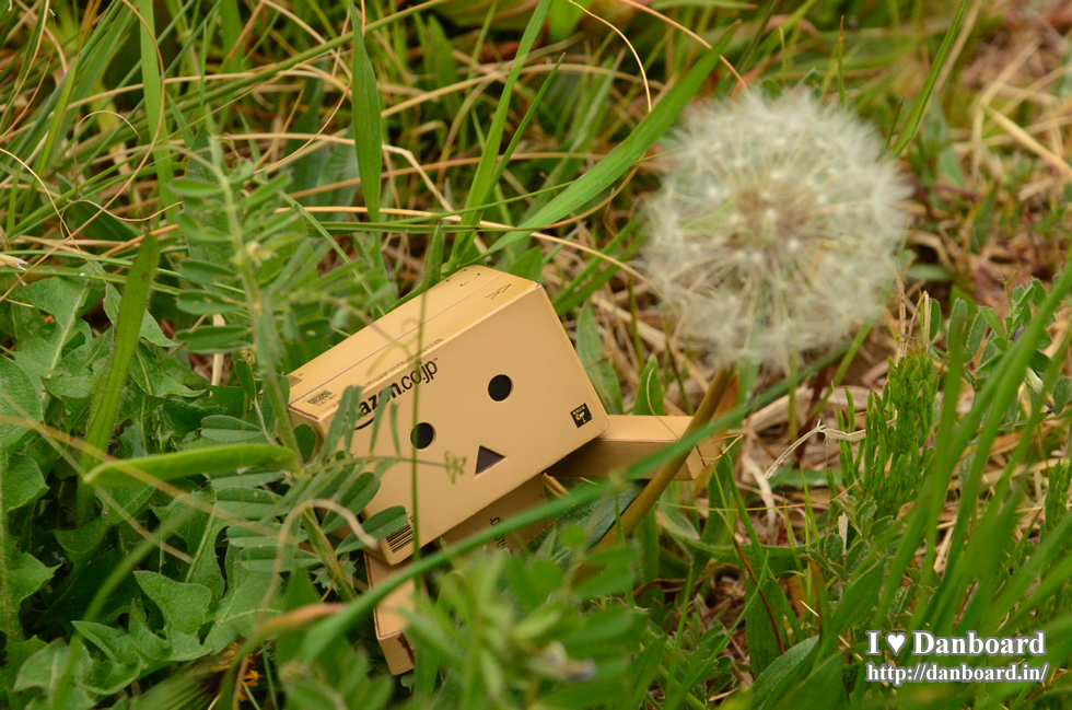 ダンボー、綿毛を飛ばしてみたくなる