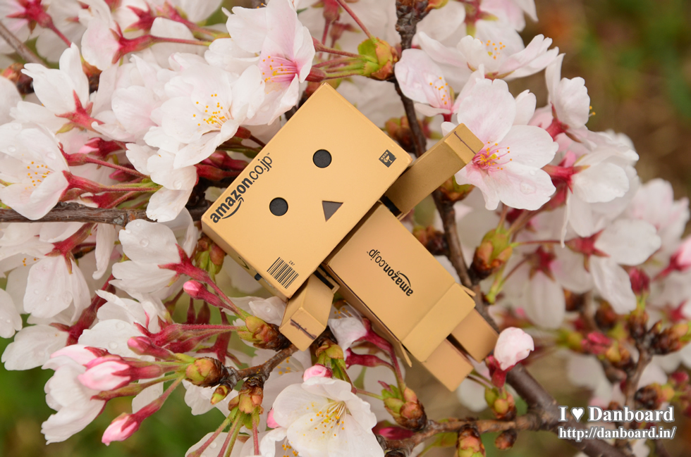 ダンボー、桜のベッドにご満悦