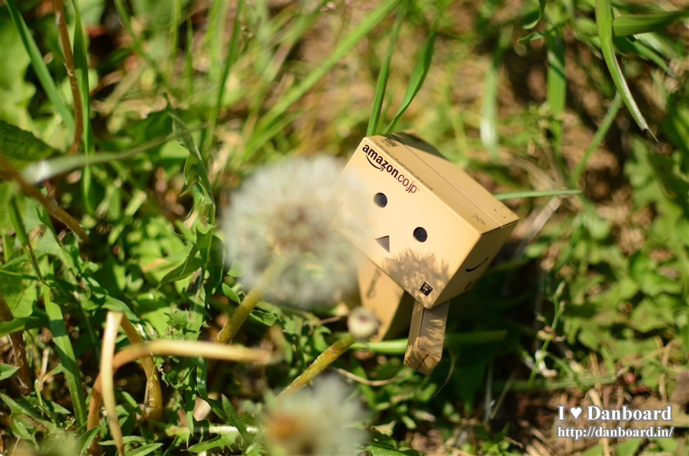 ダンボー、綿毛を見送る