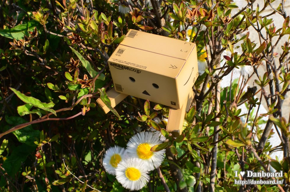 ダンボー、生垣の中に花を見つける