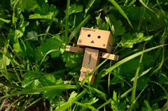 ダンボー、雑草のベッドで小休止