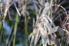 ダンボー、飽きずにススキを眺める