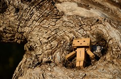 ダンボー、木の凹みで一休み