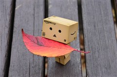 ダンボー、落ち葉のグラデーションを観察する