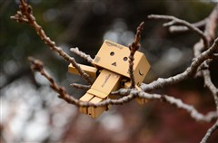 ダンボー、桜のハンモックで空を眺める