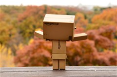 ダンボー、紅葉に興奮する