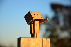 ダンボー、夕日を浴びる