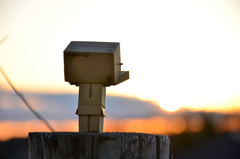 ダンボー、夕日を見送る