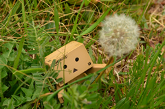 ダンボー、綿毛を飛ばしてみたくなる