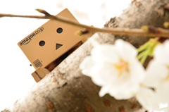 ダンボー、サクラを見つける