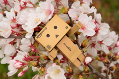 ダンボー、桜のベッドにご満悦