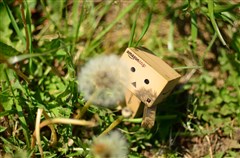 ダンボー、綿毛を見送る