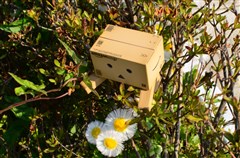 ダンボー、生垣の中に花を見つける